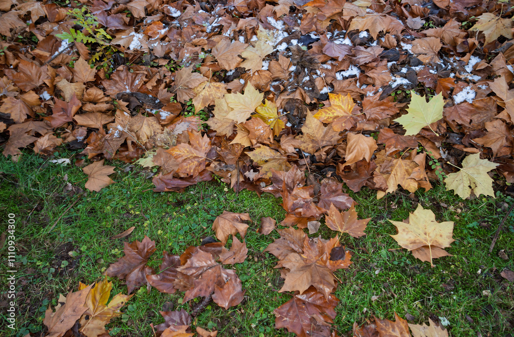 Herbstlaub Platane in der Wiese Herbstlaub Platane in der Wiese