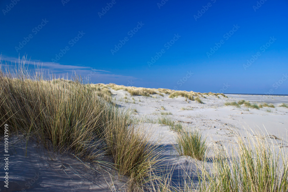 the dunes, Renesse, Zeeland, the Netherlands the dunes, Renesse, Zeeland, the Netherlands