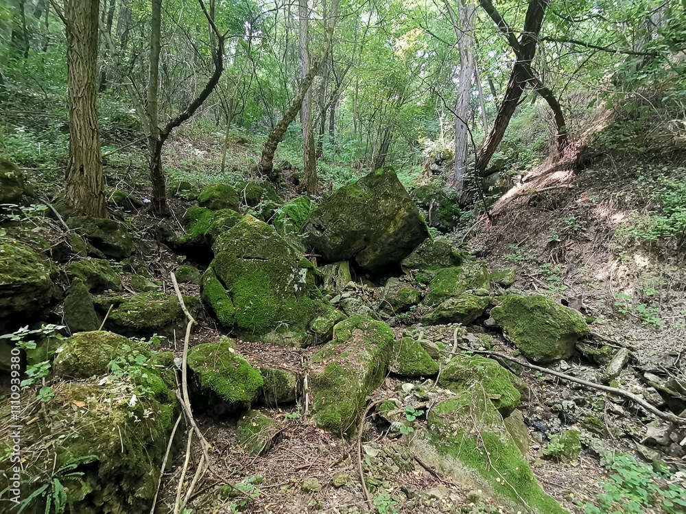 A tranquil forest setting showcasing an array of moss-covered boulders scattered along a dry creek bed. The scene is enveloped by dense greenery, with trees stretching upward and their trunks leaning A tranquil forest setting showcasing an array of moss-covered boulders scattered along a dry creek bed. The scene is enveloped by dense greenery, with trees stretching upward and their trunks leaning