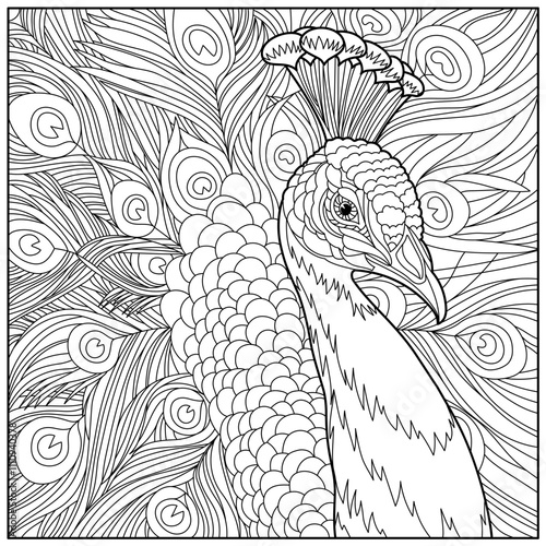 peacock coloring book