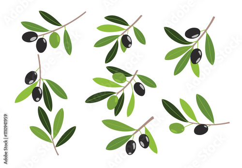 Mediterranean Olive Twigs Illustration. Tree branches with green and black olives, leaves, and short sprigs. Perfect for organic, vegan, and agriculture themes.