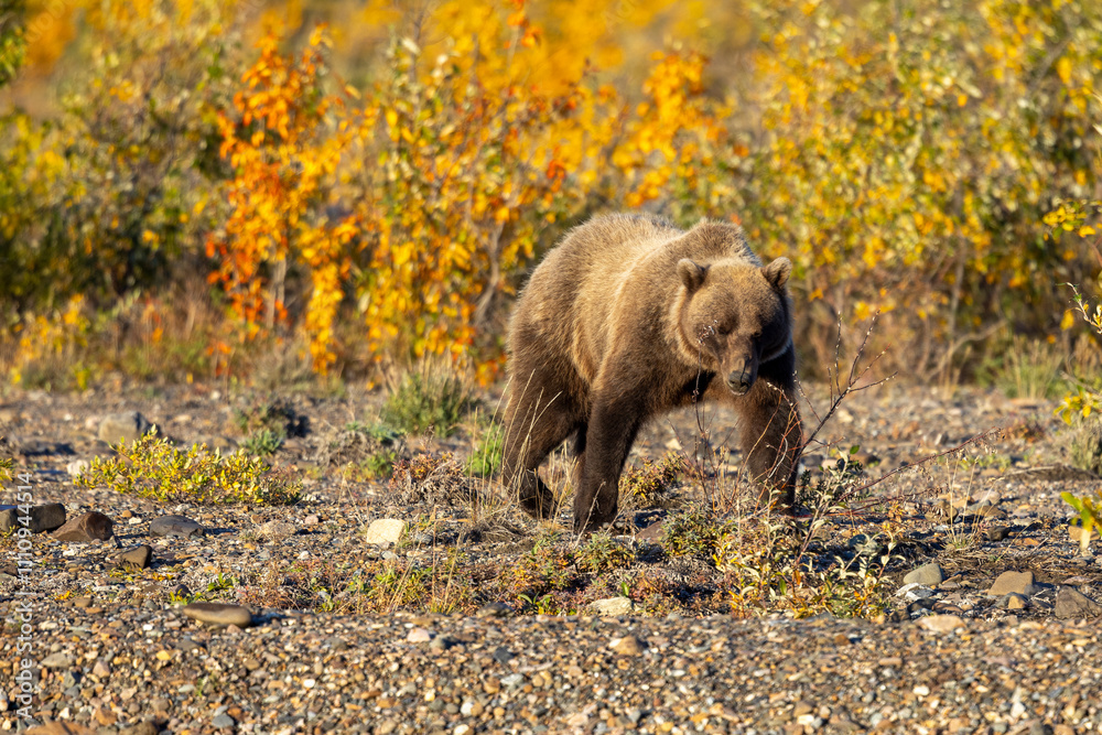 Fototapeta premium Grizzly Bear in Denali National Park Alaska in Autumn