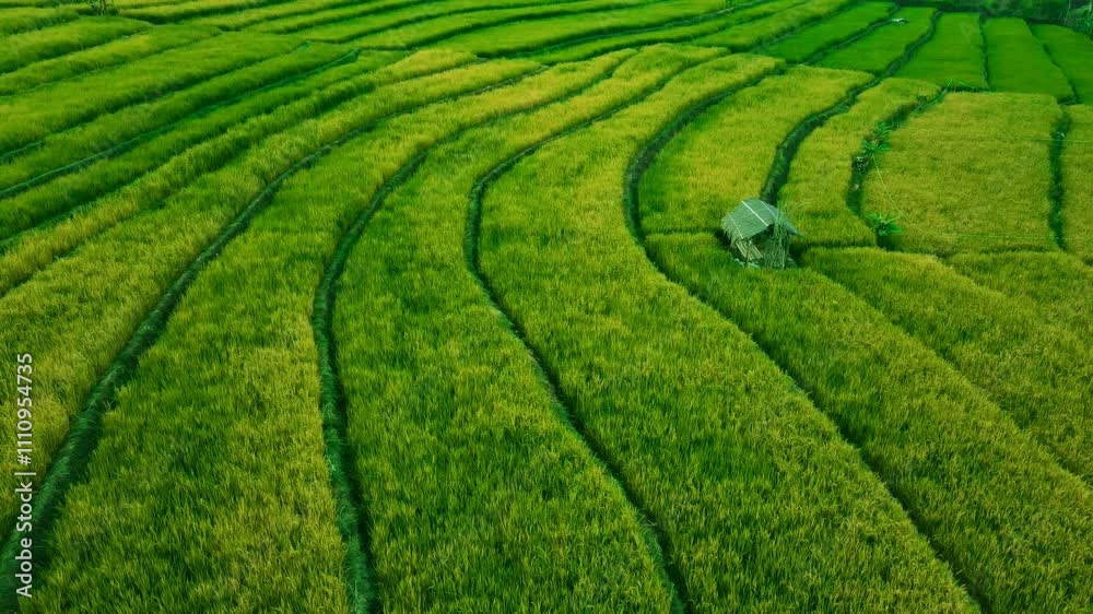 Drone Shot from Above the Green Rice Field Area Drone Shot from Above the Green Rice Field Area