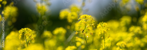 Yellow spring flowers close up