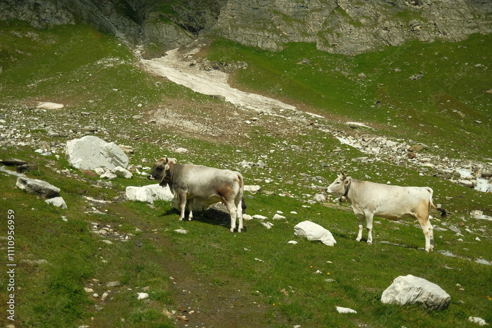 Obraz premium sheep in the mountains