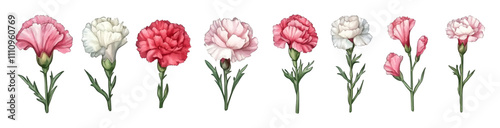 Watercolor set of carnations png. White and pink carnation flowers with green leaves. Elements for wedding invitations and other romantic celebrations. Romantic watercolor flowers.