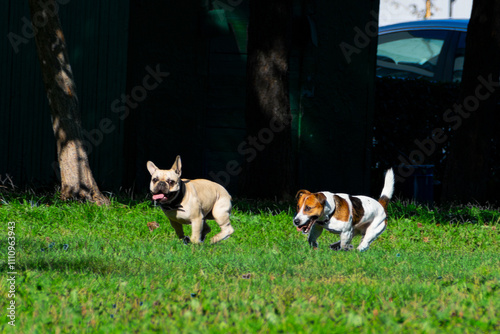 Two dogs frolic and chase each other in a city park. Selective focus