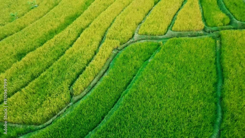Drone Shot from Above the Green Rice Field Area Drone Shot from Above the Green Rice Field Area
