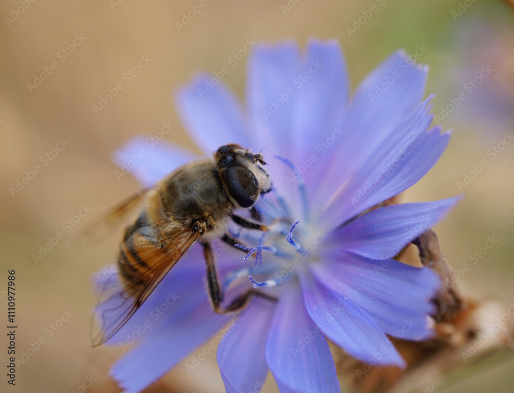 A bee collects nectar from chicory. A bee collects nectar from chicory.