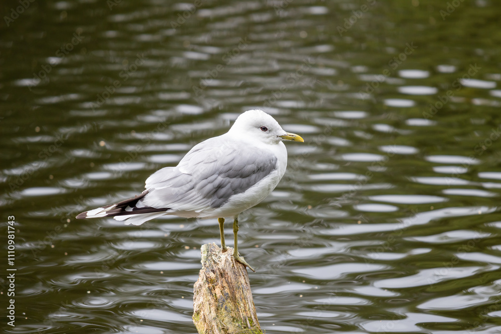 Common gull is a common water bird in Finland. Gulls are used to people and are fearless city birds. They try to steal goodies especially from unwary tourists.