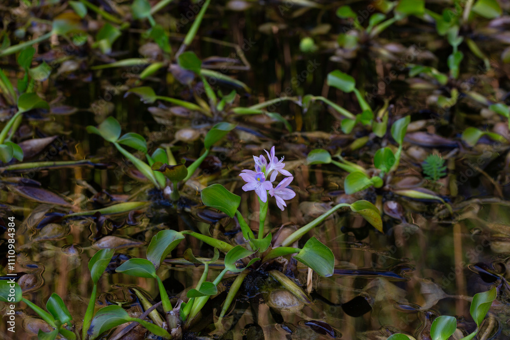 Stunning close-up of purple water hyacinth (Eichhornia crassipes) blooms amid green leaves. Ideal for nature, floral, botanical, and aquatic-themed visuals. Stunning close-up of purple water hyacinth (Eichhornia crassipes) blooms amid green leaves. Ideal for nature, floral, botanical, and aquatic-themed visuals.