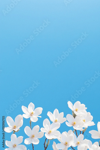 Delicate white spring blossoms on a vibrant blue background with ample copy space. A serene and minimalistic seasonal design 