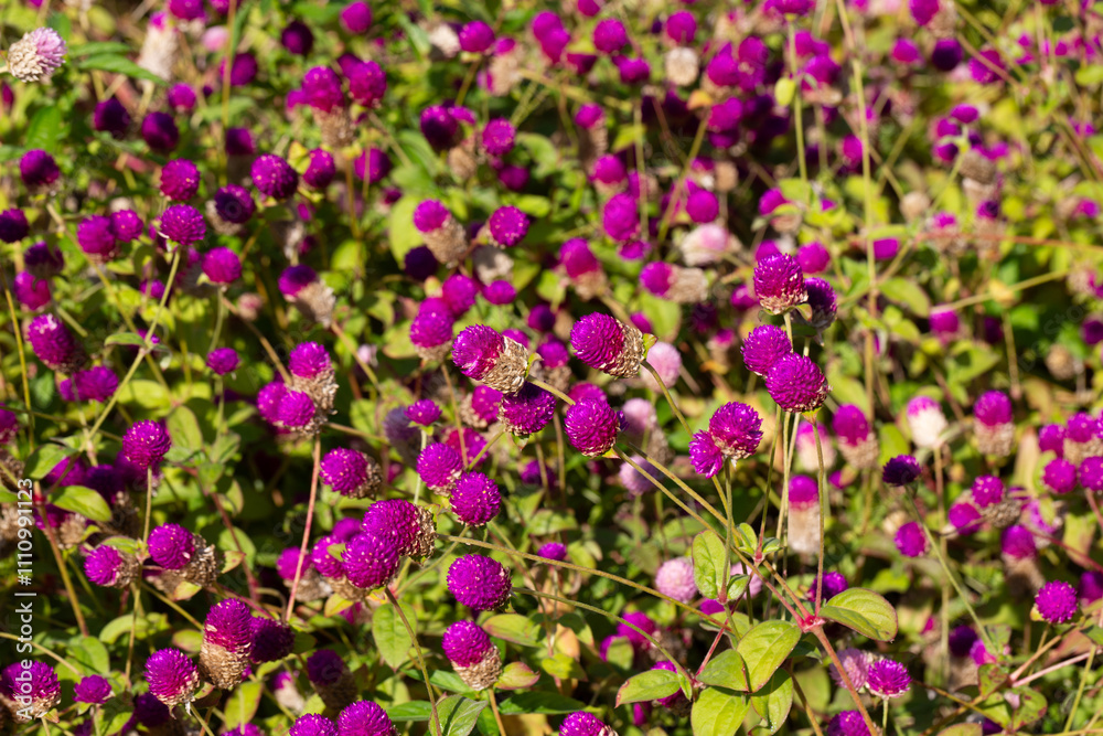 Close up of Gomphrena globosa in shallow focus, commonly known as globe amaranth is an edible flower to relieve prostate and reproductive problems. Close up of Gomphrena globosa in shallow focus, commonly known as globe amaranth is an edible flower to relieve prostate and reproductive problems.
