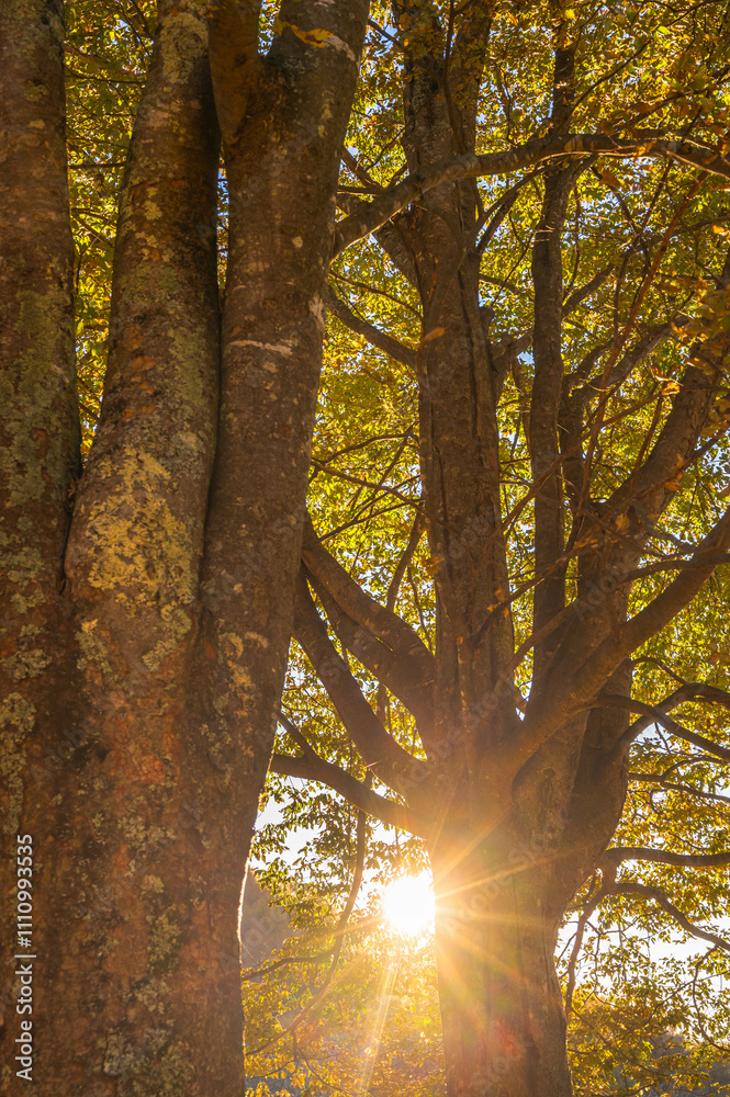 Fototapeta premium ケヤキの木の隙間から射す太陽