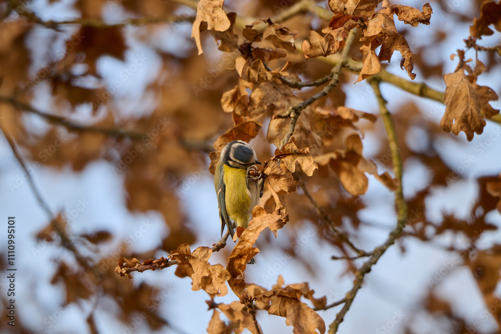 Fototapeta premium blue tit looks under the leaves with its head tilted
