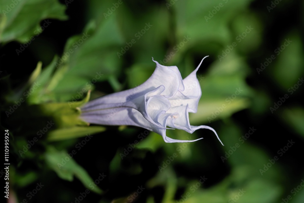 lila flower of Datura Stramonium plant close up