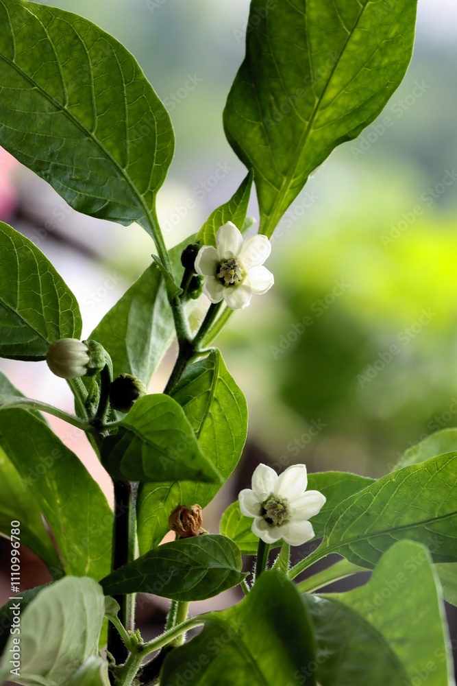 white flower of pepper plant vegetable at spring white flower of pepper plant vegetable at spring