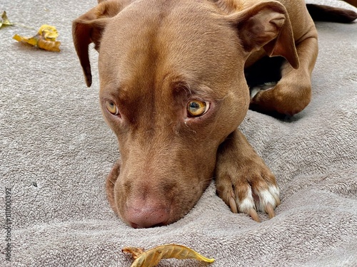 Portrait of a brown dog.