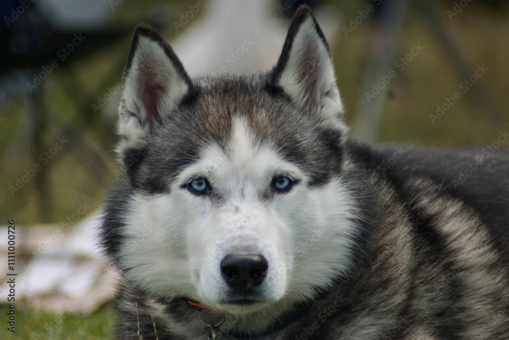 Obraz premium Husky with blue eyes.