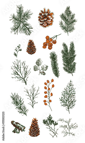Winter botany nature vector kit, leaves, branches, pine cones, fir branches, pine branches, dry branches, autumn leaves