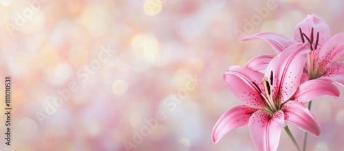 Beautiful pink lilies in soft focus against a pastel background during spring season