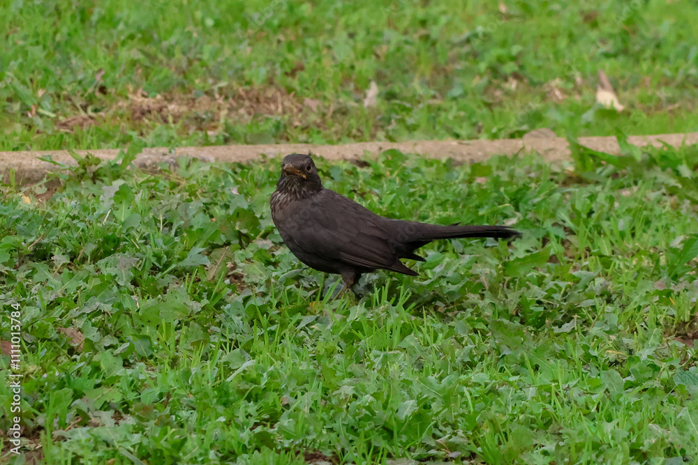 blackbird on the grass blackbird on the grass