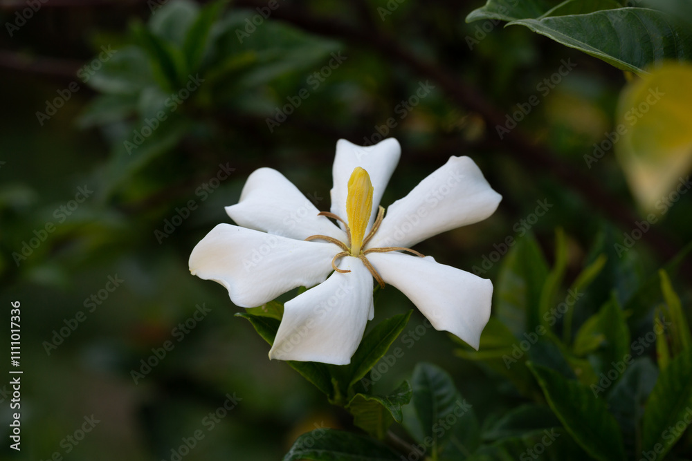 Fototapeta premium Gardenia Jasminoides flower blooming in the garden with green leaves. Commonly known as Gardenia and Cape Jasmine, is an evergreen flowering plant in the coffee family Rubiaceae. White flower