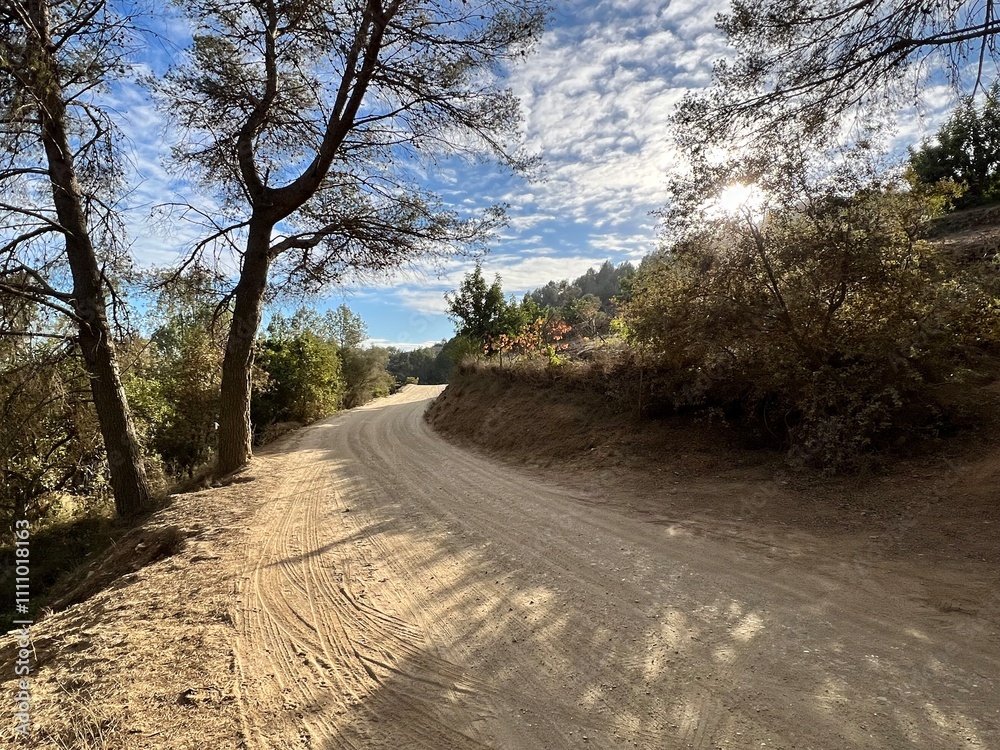 Fototapeta premium dirt road surrounded by trees