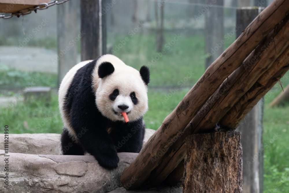 Close up cute Panda, Yu Ai, Chongqing, China Close up cute Panda, Yu Ai, Chongqing, China