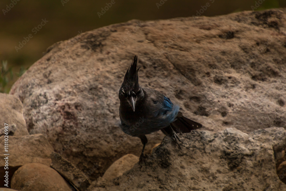 Obraz premium Blue Jay on rock