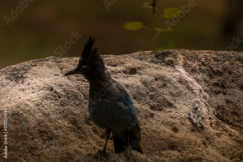 Blue Jay on a rock 