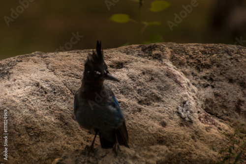 Blue Jay on rocks