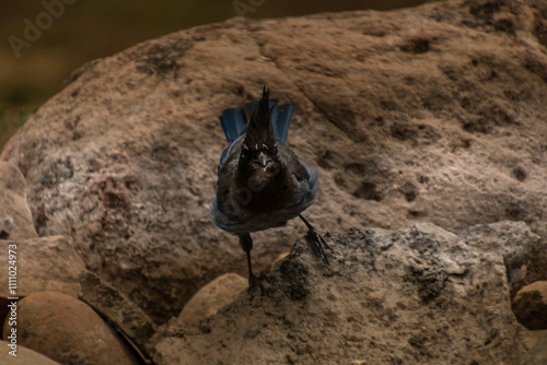 Blue Jay on a rock