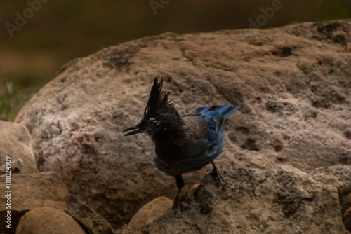 the blue jay photo