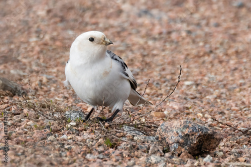 Snow bunting photo