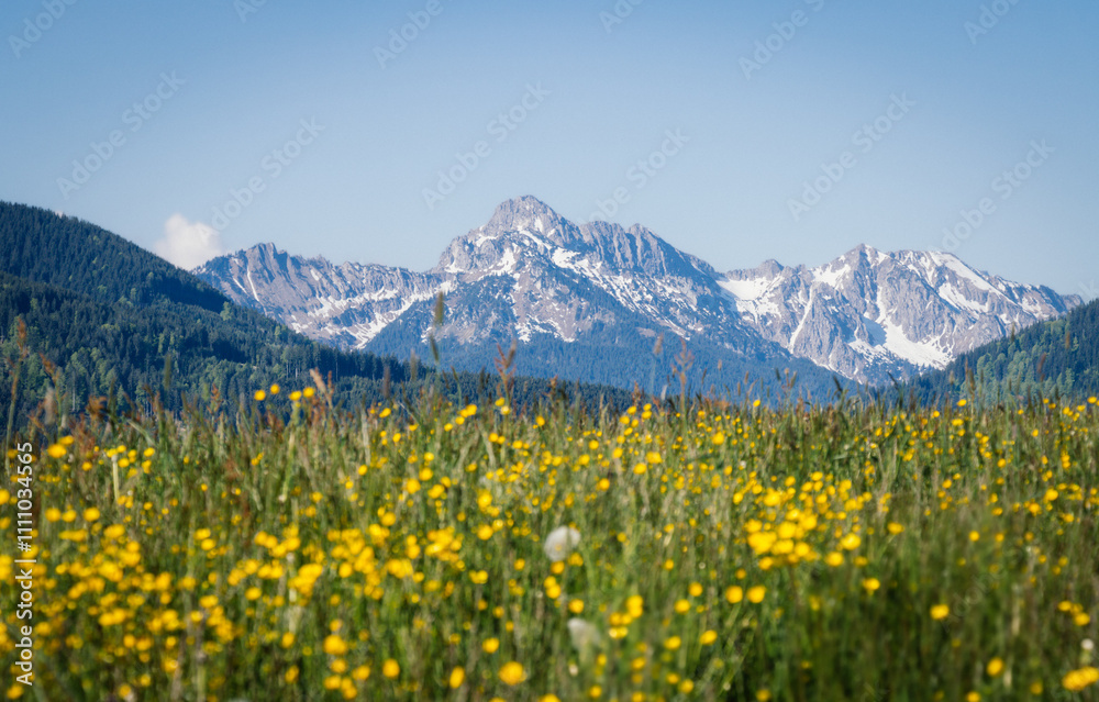 Fototapeta premium Grüne Frühlingswiese, Weidezaun, leicht schneebedeckte Berge im Hintergrund, Landschaftsaufnahme, Natur, Bayern, 