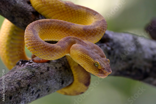 Mangrove pit viper eat a mice on a tree 
