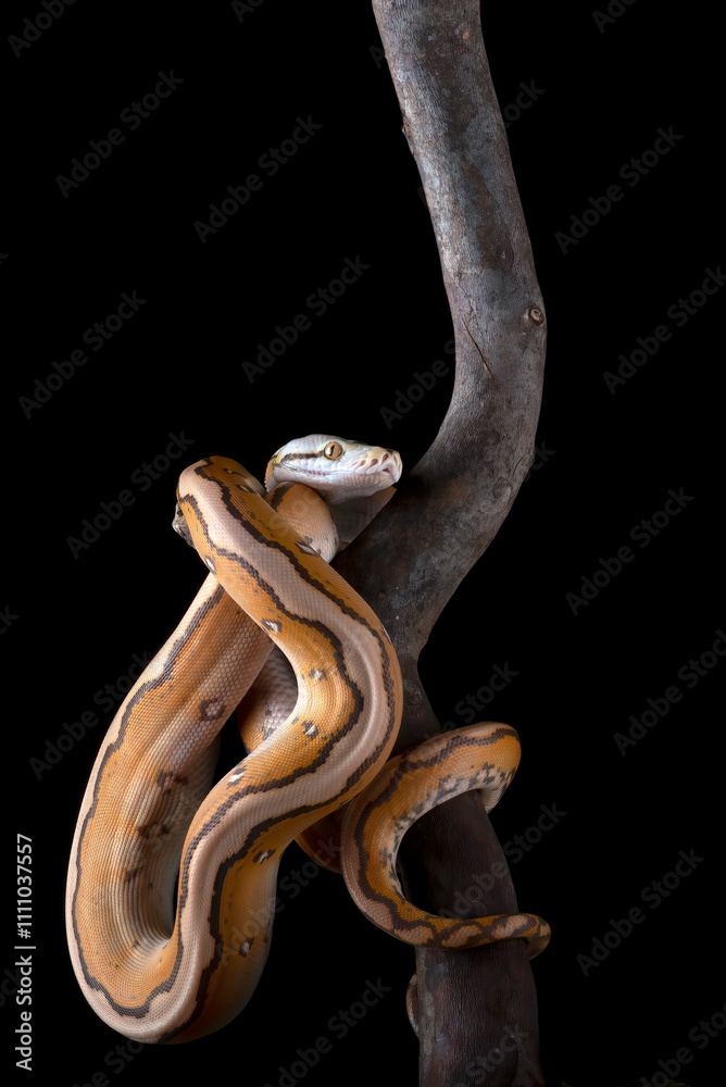 Tiger head albino python on a black background Tiger head albino python on a black background