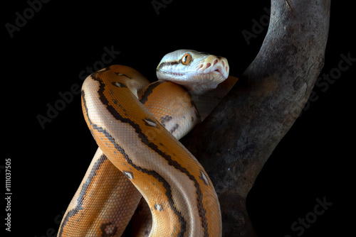 Tiger head albino python on a black background	 photo