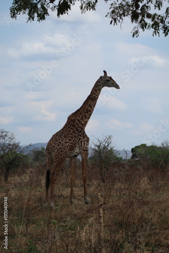 Giraffe in the wild
