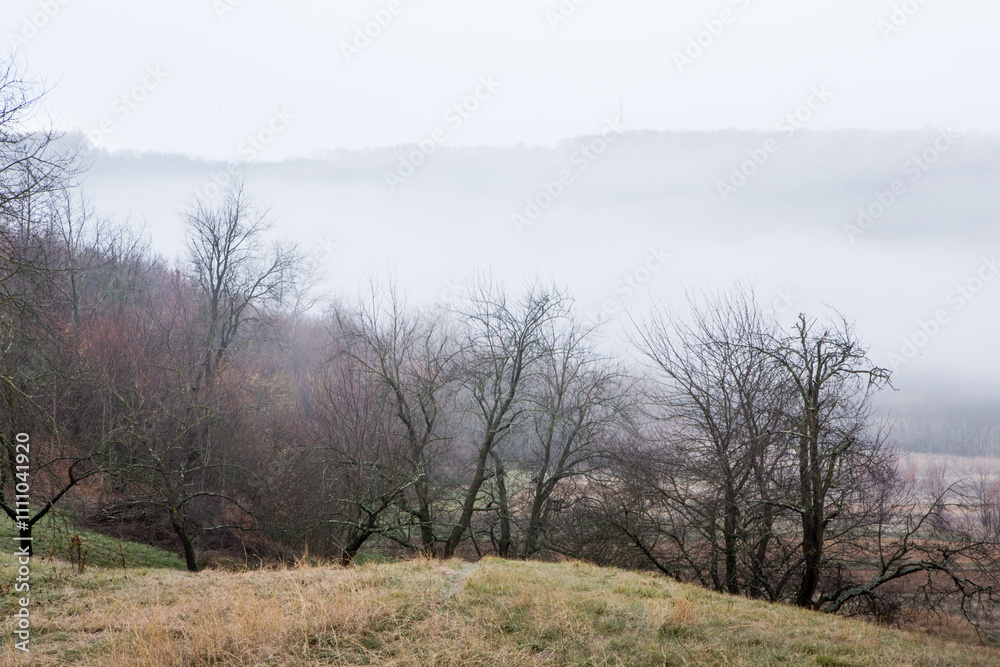 Beautiful landscape photo with a mysterious forest in the fog in Germany. Beautiful landscape photo with a mysterious forest in the fog in Germany.