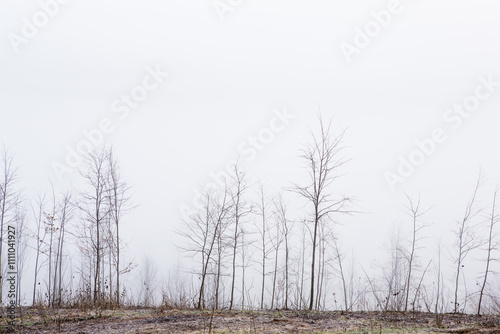 Beautiful landscape photo with a mysterious forest in the fog in Germany.