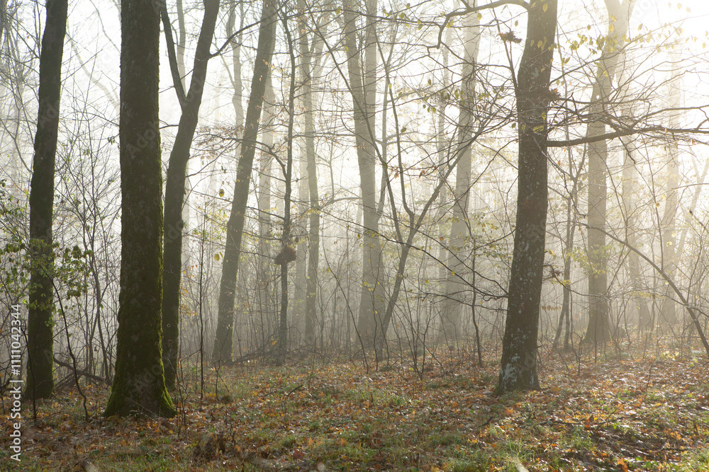 Fototapeta premium Beautiful landscape photo with a mysterious forest in the fog in Germany.