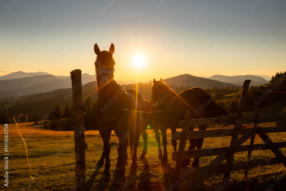 Calimani Mountains - Transylvania, Romania