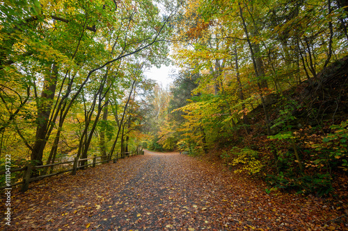 Wissahicken Valley Park during the Fall of 2023