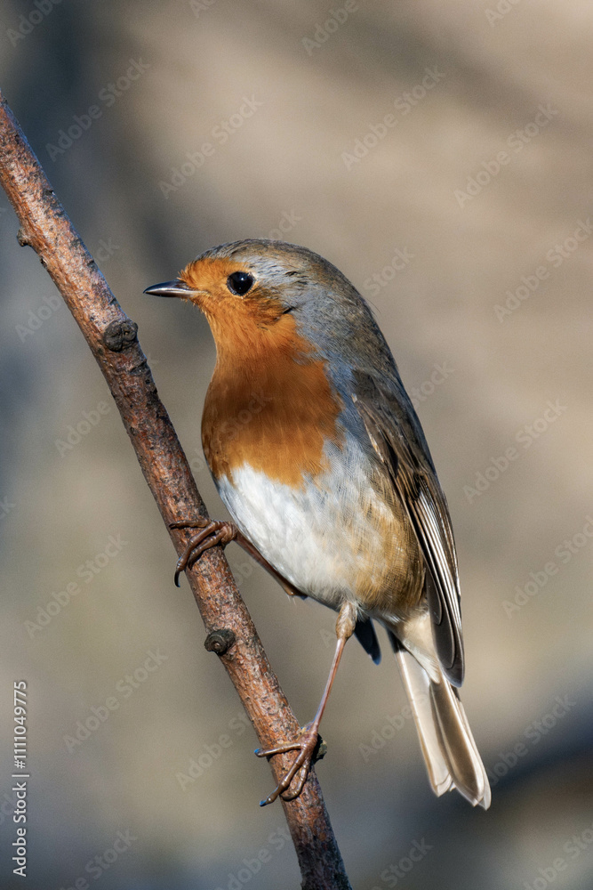Fototapeta premium European robin (Erithacus rubecula), known simply as the robin or robin redbreast