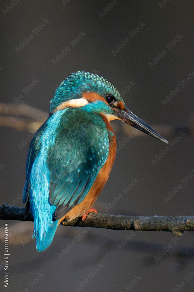 Obraz premium Common kingfisher (Alcedo atthis), also known as the Eurasian kingfisher and river kingfisher