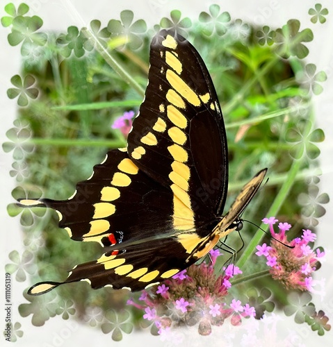 Giant Swallowtail Butterfly with clover border