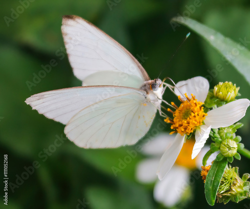 Great Southern White Butterfly