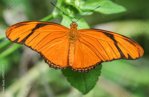 Julia Butterfly